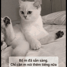 a white cat with blue eyes is sitting on a bed with its legs crossed .