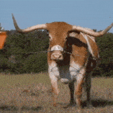 a brown and white longhorn cow wearing a collar with the letter v on it is standing in a field .