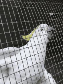 a white parrot with a yellow tail is behind a wire fence