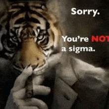 a picture of a tiger with the words sorry you 're not a sigma below it