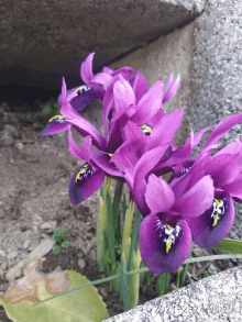 a bunch of purple flowers with a date of 2021