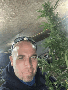 a bald man wearing sunglasses stands next to a large marijuana plant