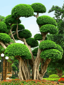 a large tree with lots of green leaves and branches