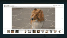 a picture of a dog is displayed on the fandom website