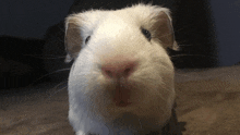 a close up of a white guinea pig 's face with a pink nose