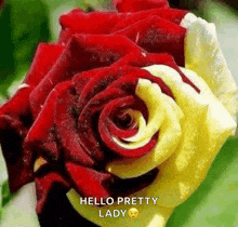 a red and yellow rose with the words `` hello pretty lady '' written on it