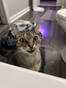 a cat with a surprised look on its face is looking at the camera