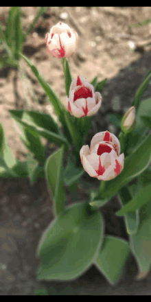 three red and white flowers with green leaves in the background