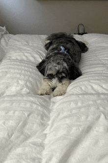 a small dog laying on a bed with a blue bow around its neck