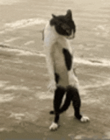 a black and white cat is standing on its hind legs on a concrete surface .