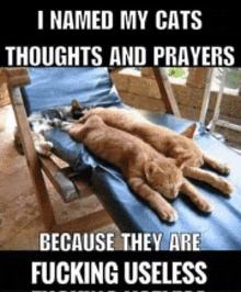 two cats are laying on a chair with a caption that says i named my cats thoughts and prayers