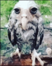 a close up of a bird with a face on it