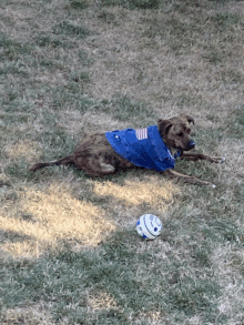 a dog wearing a blue shirt with the american flag on it