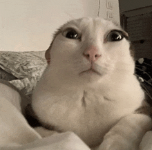 a white cat is laying on a bed and looking up at the camera .