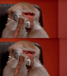 two pictures of a monkey talking on a cell phone with the number 10 on it