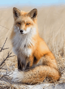 a red fox is sitting in a field of dry grass