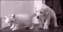 a black and white photo of a puppy and a kitten standing next to each other on a table .