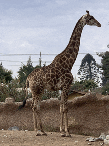 a giraffe is standing in the dirt near a stone wall