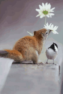 a squirrel holds a flower in its mouth next to a small bird