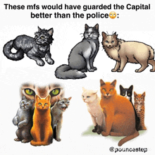 a collage of cats with the caption " these mfs would have guarded the capital better than the police "