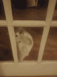 a cat is looking through a glass door at the camera