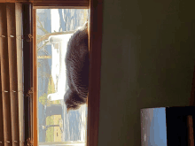 a cat is looking out of a window with blinds on it