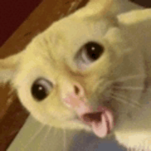 a close up of a cat with its mouth open and its tongue sticking out .