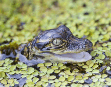 a baby alligator is swimming in a swamp with its mouth open and looking at the camera .