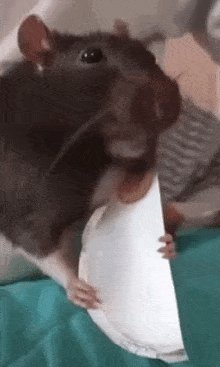 a mouse is holding a piece of paper in its mouth .