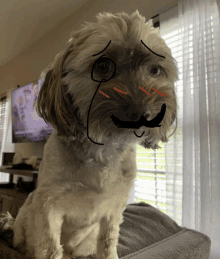 a dog with a mustache drawn on its face is sitting on a couch