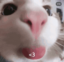 a close up of a cat 's nose with the number 3 visible