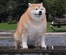 a large brown and white dog is sitting on the edge of a fountain .