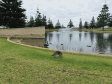 a dog stands in front of a pond with a swan and ducks in it