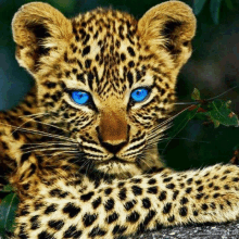 a leopard cub with blue eyes is laying on a rock