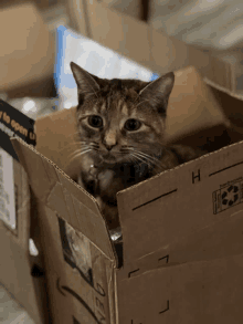 a cat is sitting in a cardboard box with the letter h visible