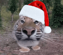 a tiger is wearing a santa hat and looking at the camera