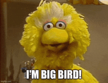 big bird from sesame street says i 'm big bird .