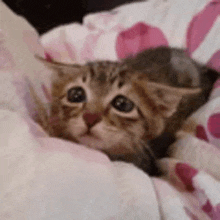 a kitten is laying on a pink and white blanket .