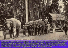 a black and white photo of an elephant carrying a boiler to a tea plant