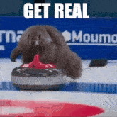 a picture of a squirrel on a curling stone with the words get real on the bottom