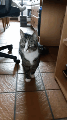 a cat is standing on a tiled floor in a room