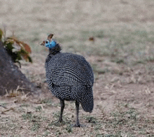 a guinea fowl with a blue head is standing on the ground .