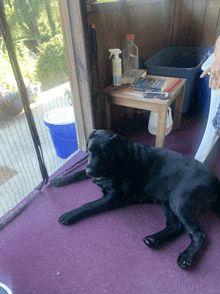 a black dog laying on a purple carpet next to a small table