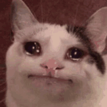 a close up of a cat 's face with its eyes closed and tears running down its face .