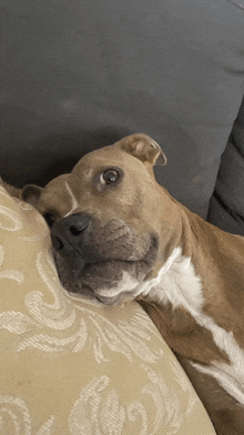 a brown and white dog laying on a couch with its head on a pillow