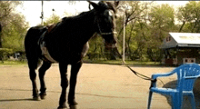 a black horse is tied to a blue chair in a parking lot