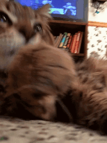 a cat laying on a carpet in front of a bookshelf