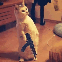 a cat is holding a gun on its hind legs .