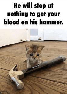 a kitten sits next to a kobalt hammer