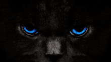 a closeup of a black cat 's blue eyes